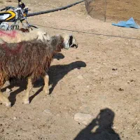 فروش میش آبستن|حیوانات مزرعه|شیراز, گویم|دیوار