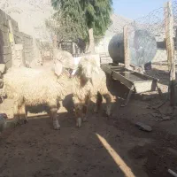دوتا‌بره‌‌سالم پاک