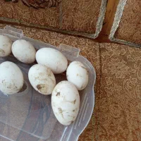 تخم غاز تازه