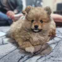 سگ توله پامر (آپارتمانی و اجتماعی)|سگ|تهران, سید خندان (جلفا)|دیوار