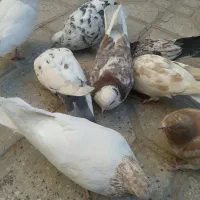 همگی سالم|اسباب و اثاث بچه|نهاوند, |دیوار