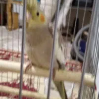 جوجه عروس هلندی|پرنده|محمدشهر, شهرک پیام (مهرالبرز)|دیوار