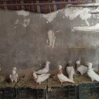 چند عدد طوقی