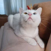 گربه پرشین|گربه|گنبد کاووس, |دیوار