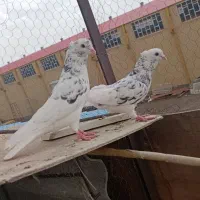 گفتر پرشی