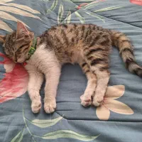 واگذاری بچه گربه|گربه|کرج, فاز ۱ مهرشهر|دیوار