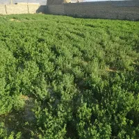 یونجه بصورت دسته