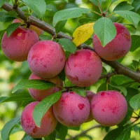 عرضه نهال صنوبر مقاوم بارشد سریع و ماندگاری طولانی|خدمات باغبانی و درختکاری|خمین, |دیوار