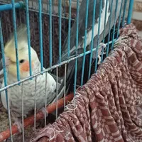 عروس هلندی|پرنده|رشت, جماران|دیوار