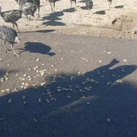 بوقلمون محلی