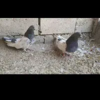 کبوتر کله ای|پرنده|لیلان, |دیوار