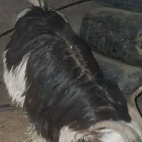 بز نر|حیوانات مزرعه|نیمروز, |دیوار