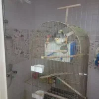 عروس هلندی جفت