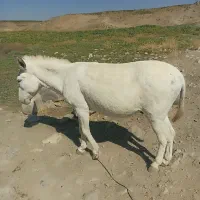 یک عدد الاغ به فروش میرسد