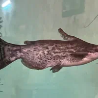 ماهی آکواریومی بزرگ