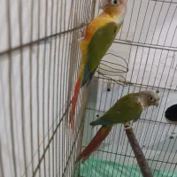 جفت گرین چیک|پرنده|قائن, |دیوار