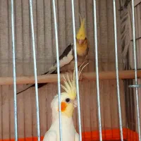 یک جفت عروس هلندی سخنگو و دستی معاوضه هم دارم
