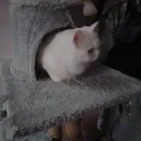 گربه پرشین کلاسیک اصیل|گربه|سورک, |دیوار