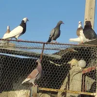 جوجه کبوترپلاکی