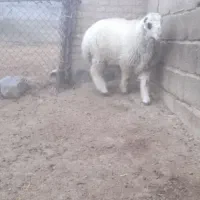 بره قوچ|حیوانات مزرعه|پاسارگاد, |دیوار