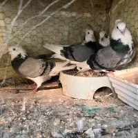 کبوتر شازده