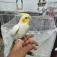 عروس هلندی دستی