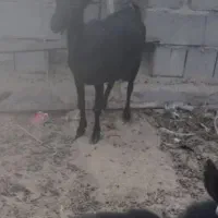 بز مورسیاه وارداتی