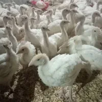 فروش جوجه بوقلمون گوشتی بیوتی6 40روزه