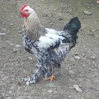 خروس امپراطور