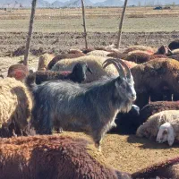 نر بز دوبور یک ساله