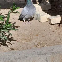 کبوتر|پرنده|کارون, |دیوار