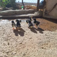 جوجه گلین اصل|حیوانات مزرعه|نظرآباد, مصطفی آباد|دیوار