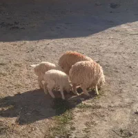 ۳ بره ماده ۱ بره نر|حیوانات مزرعه|قائن, |دیوار