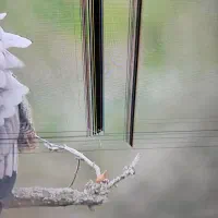 تلویزیون سامسونگ ۵۵ اینچ پنل شکسته