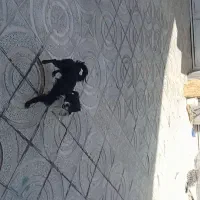 سگ پاکوتاه بسیار جمعو جور