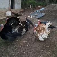 بوقلمون|حیوانات مزرعه|سنگر, |دیوار