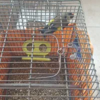 سحره نر|پرنده|شهریار, شهرک وائین|دیوار