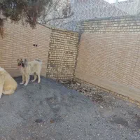 سگ قدرجونی|سگ|مبارکه, |دیوار