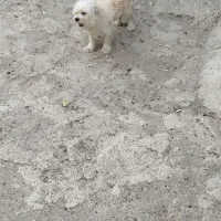 فروش سگ پا کوتاه|سگ|محمدیه-قزوین, |دیوار