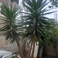 درخچه یوکا