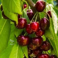 گیلاس مشهدی درشت