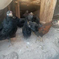 جوجه|حیوانات مزرعه|بم, |دیوار