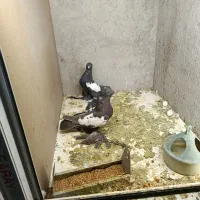 کبوتر|پرنده|تبریز, |دیوار