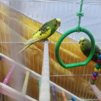 مرغ عشق دستی نر و ماده