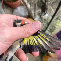 سهره دورگ داغسر|پرنده|تهران, جی|دیوار