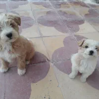 سگ شیتزو اصل