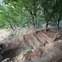 فروش-باغچه