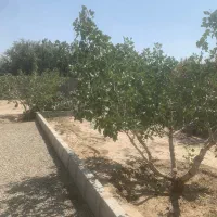 سرایدار باغ در نظرآباد