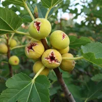 فروش نهال انجیر استهبان صادراتی و پربار