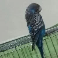 یک جفت مرغ عشق بالغ